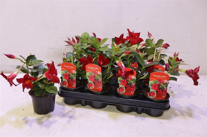 <h4>arr8 Mande Rio Petite Red</h4>