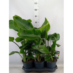 Strelitzia nicolai