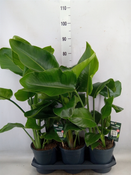 <h4>Strelitzia nicolai</h4>
