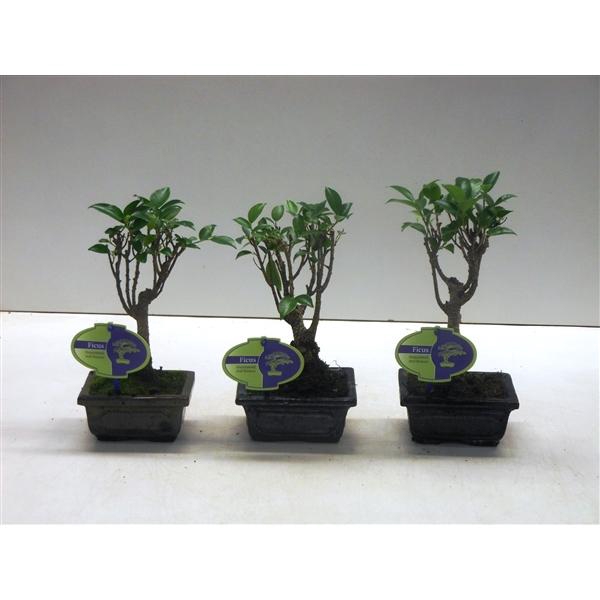 <h4>Ficus retusa, 12cm., broom, without drip tray</h4>