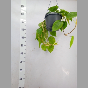 Philodendron scand.
