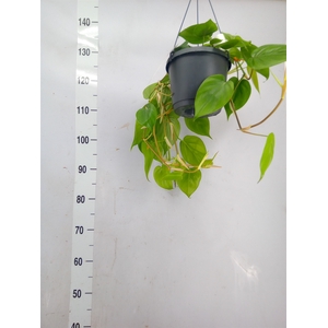 Philodendron scand.