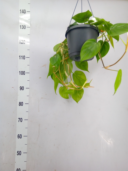 <h4>Philodendron scand.</h4>