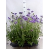 Scabiosa columb.