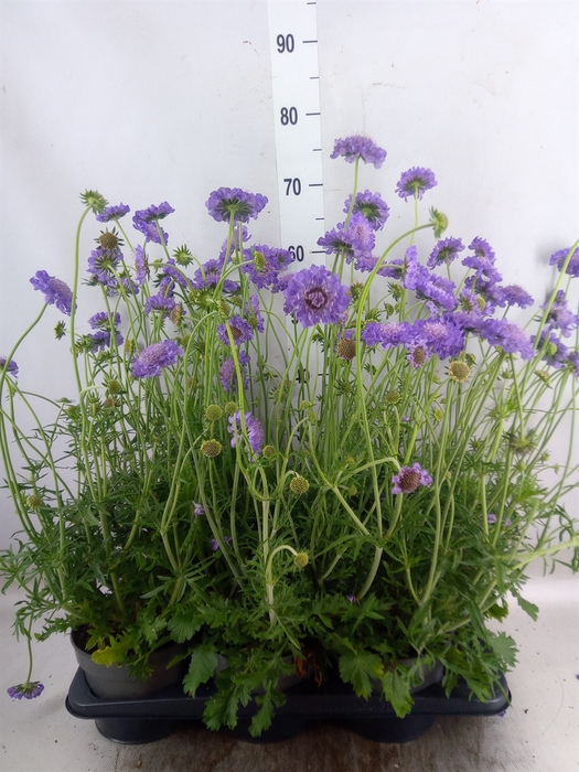 <h4>Scabiosa columb.</h4>