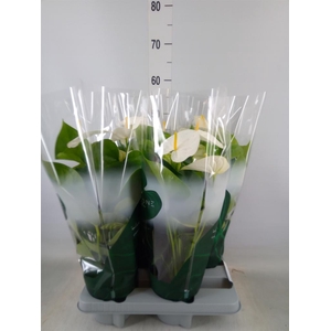 Anthurium andr. 'Samora'