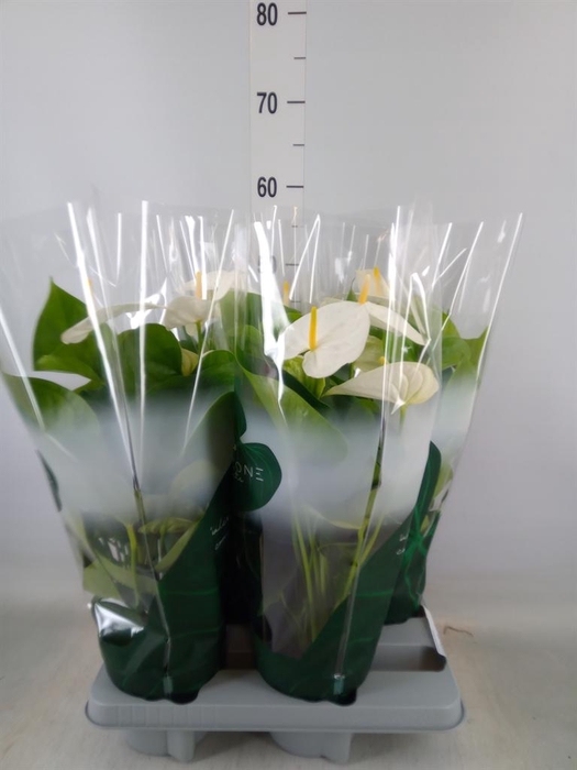 <h4>Anthurium andr. 'Samora'</h4>