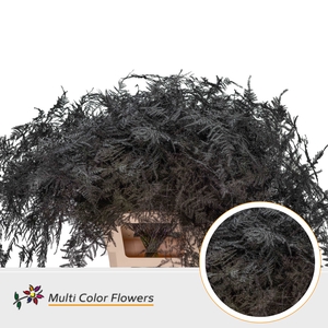 Asparagus extra V Antique