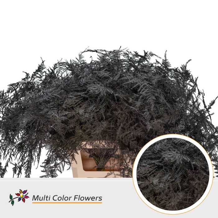 Asparagus extra V Aubergine