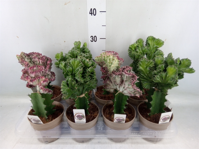 <h4>Euphorbia   ...mix</h4>