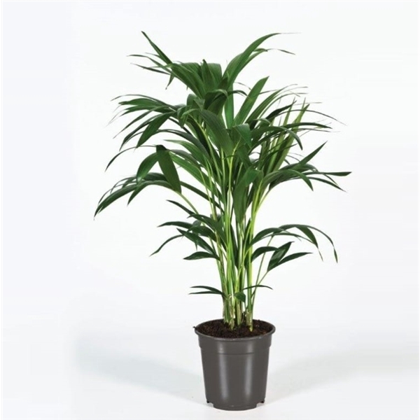 <h4>Howea forsteriana 90cm (Kentia)</h4>