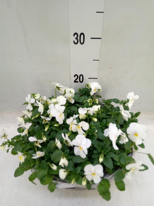 <h4>Viola corn. ...</h4>