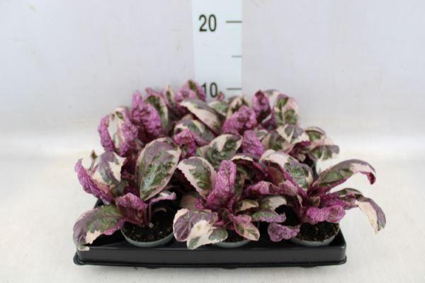 <h4>Hemigraphis   ...</h4>