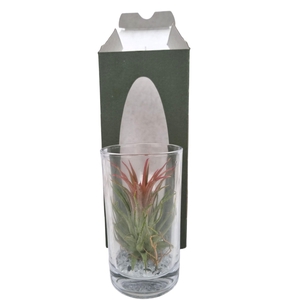 ARR TILLANDSIA