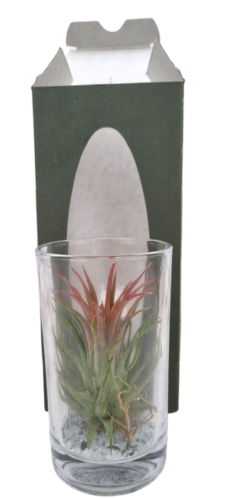 <h4>ARR TILLANDSIA</h4>
