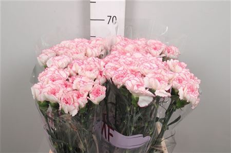 <h4>Di St Pastel Damascus</h4>