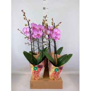 Phalaenopsis   ...rose