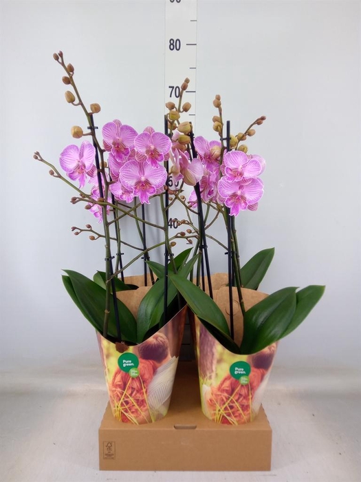 <h4>Phalaenopsis   ...rose</h4>