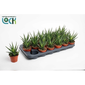 Aloe Jaco