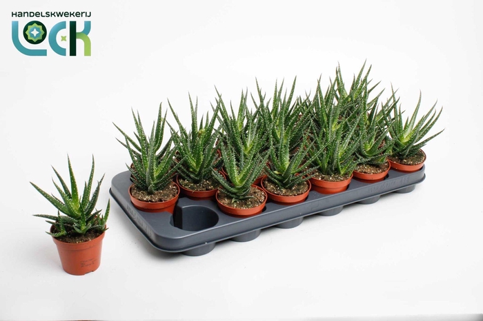 <h4>Aloe Jaco</h4>