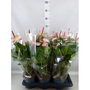 Anthurium  'Karma Hot Lips'
