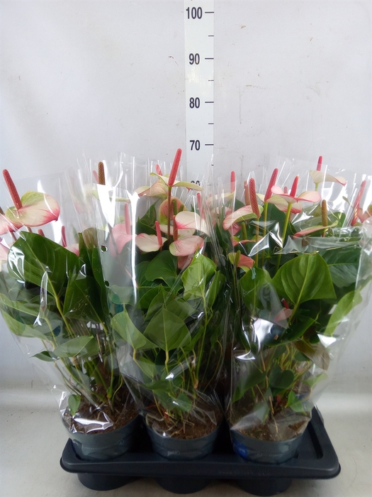 <h4>Anthurium  'Karma Hot Lips'</h4>