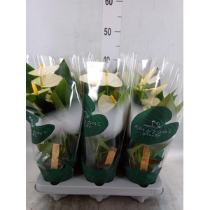 Anthurium andr. 'Samora'