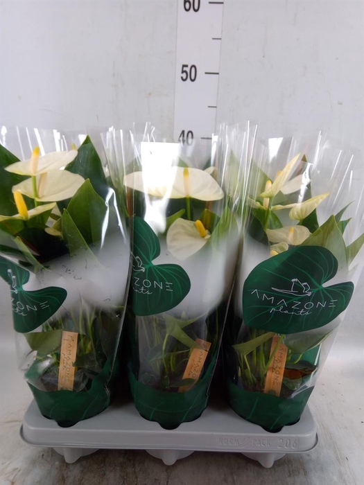 <h4>Anthurium andr. 'Samora'</h4>