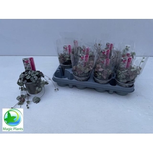 CEROPEGIA WOODII SUP