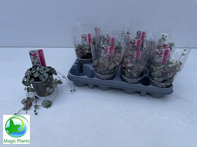 <h4>CEROPEGIA WOODII SUP</h4>