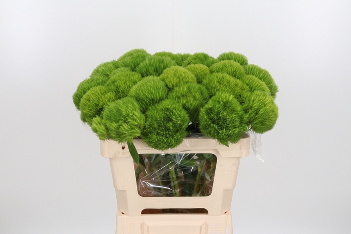 <h4>Di Barb Green Wicky</h4>