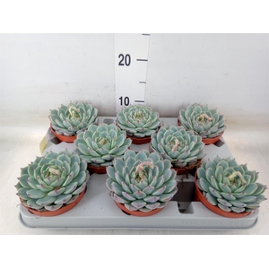 Echeveria   ...