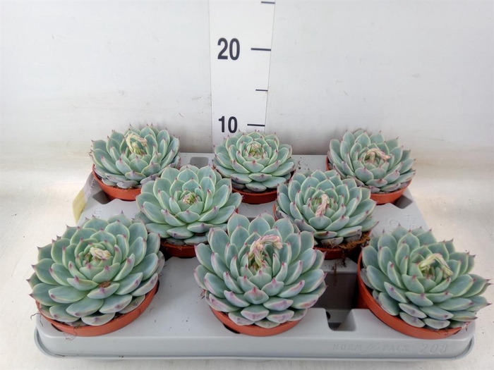 <h4>Echeveria   ...</h4>