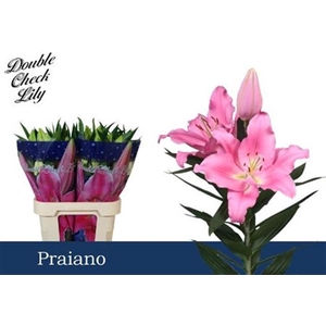 Li Or Praiano