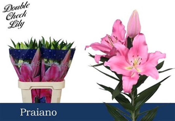 <h4>Li Or Praiano</h4>