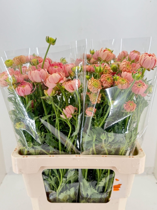 <h4>Ran Moderna Riviera</h4>