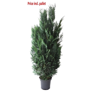 Chamaecyparis law. Columnaris, plantmaat 140-160 cm - Rondgestoken - PALLET