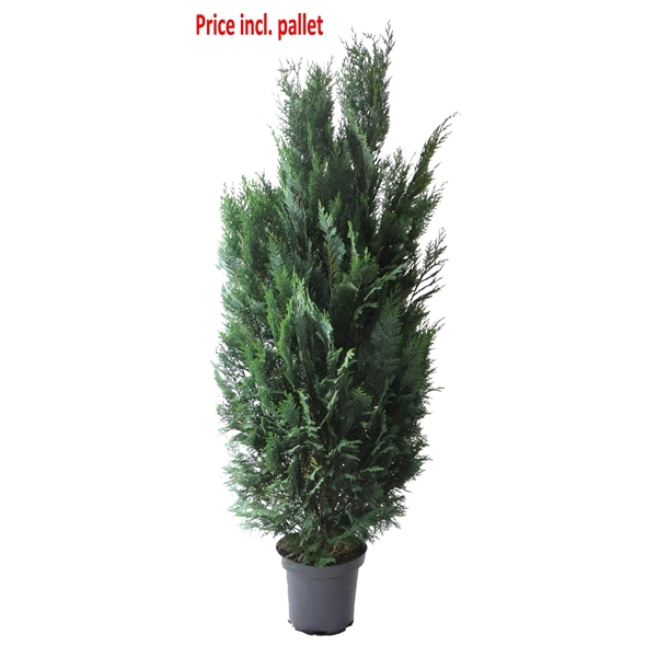 <h4>Chamaecyparis law. Columnaris, plantmaat 140-160 cm - Rondgestoken - PALLET</h4>