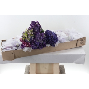Hydr Purple Natural Box