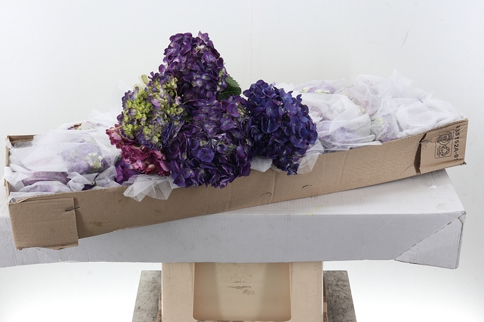<h4>Hydr Purple Select Box</h4>