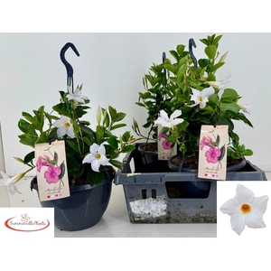 MANDE SUN WHITE