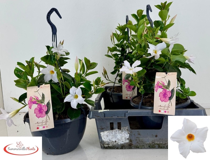 <h4>MANDE SUN WHITE</h4>