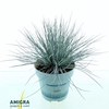 Festuca Glauca Compacta Blue®
