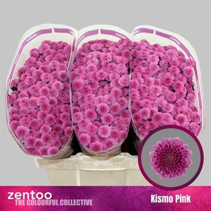Chr S Kismo Pink