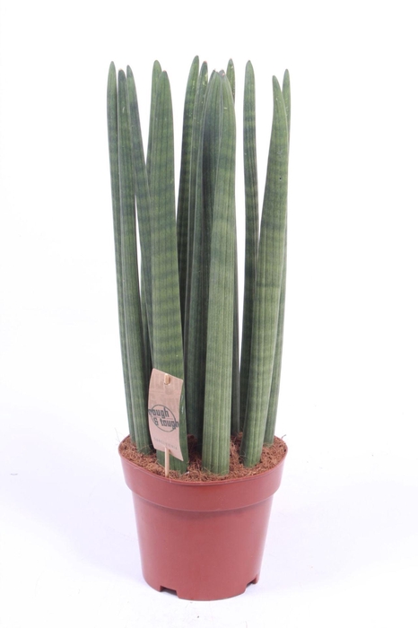 <h4>Sansevieria Cylindrica</h4>