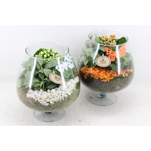 arr2 PL - Glas cognac - oranje/wit