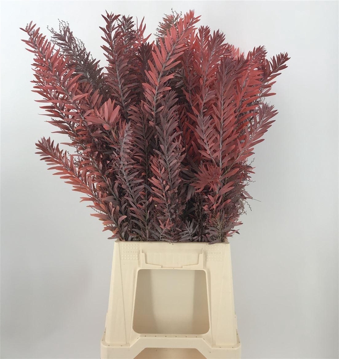 <h4>ACACIA CO L ARGENTO ABS</h4>