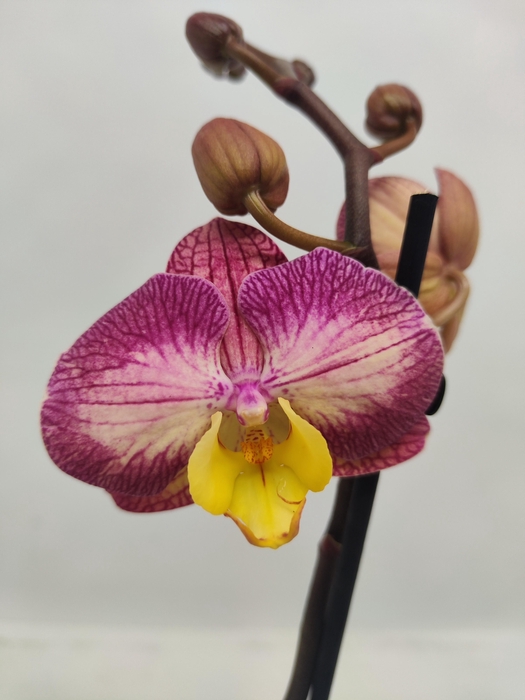 <h4>Limited 51 week 2</h4>