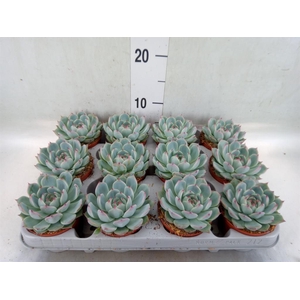 Echeveria   ...