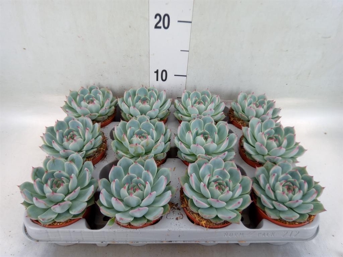 <h4>Echeveria ...</h4>
